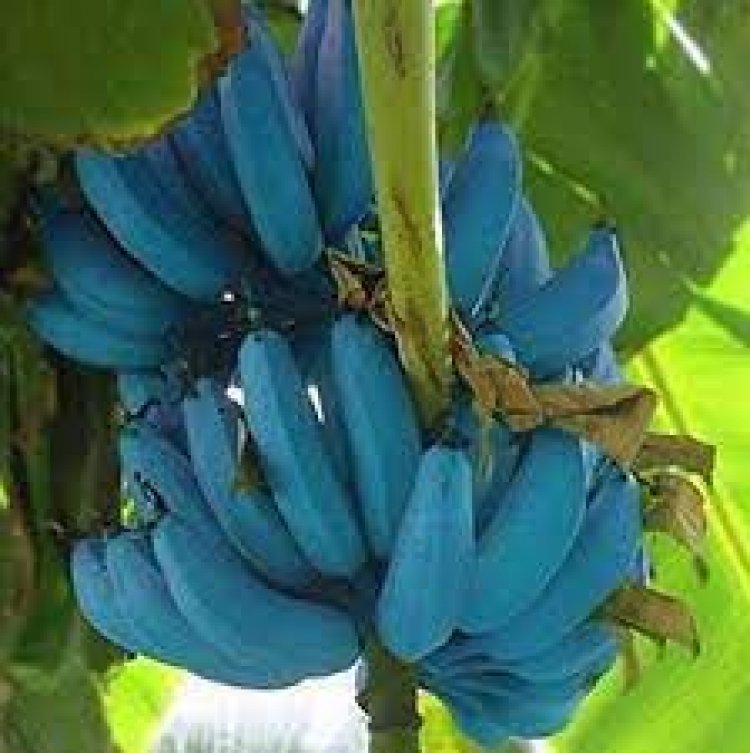 Unbelievable! See This Bananas That Turn Blue When Ripe