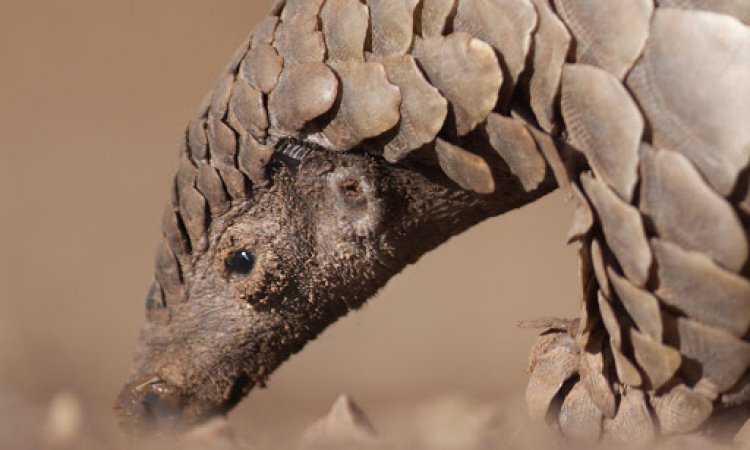 Live Pangolin Presented in Narok Court