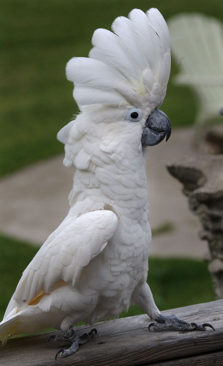 Crazy! See This Cockatoo Bird That Famously Danced To Backstreet Boys Song