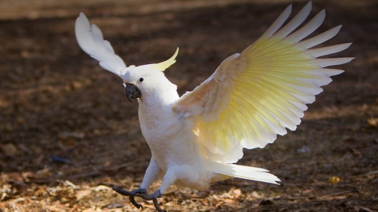 Crazy! See This Cockatoo Bird That Famously Danced To Backstreet Boys Song