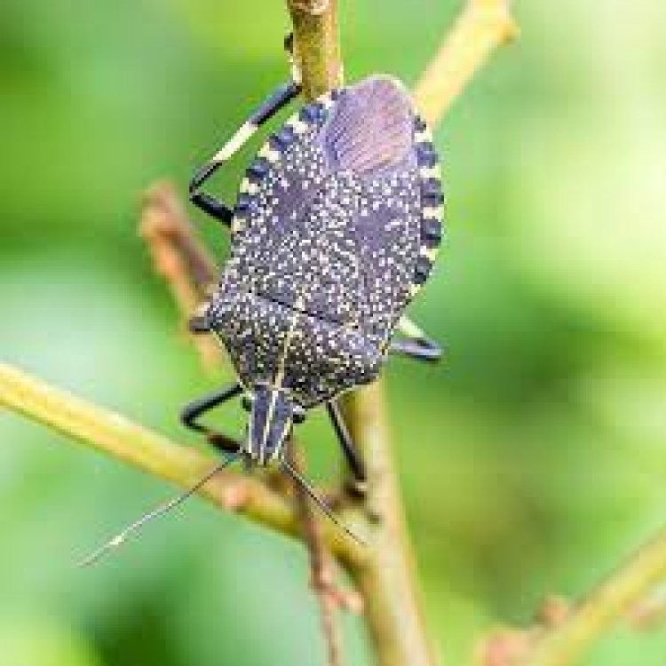 Unbelievable! See This Community Which Feeds On  Dish Made Of Stink Bugs