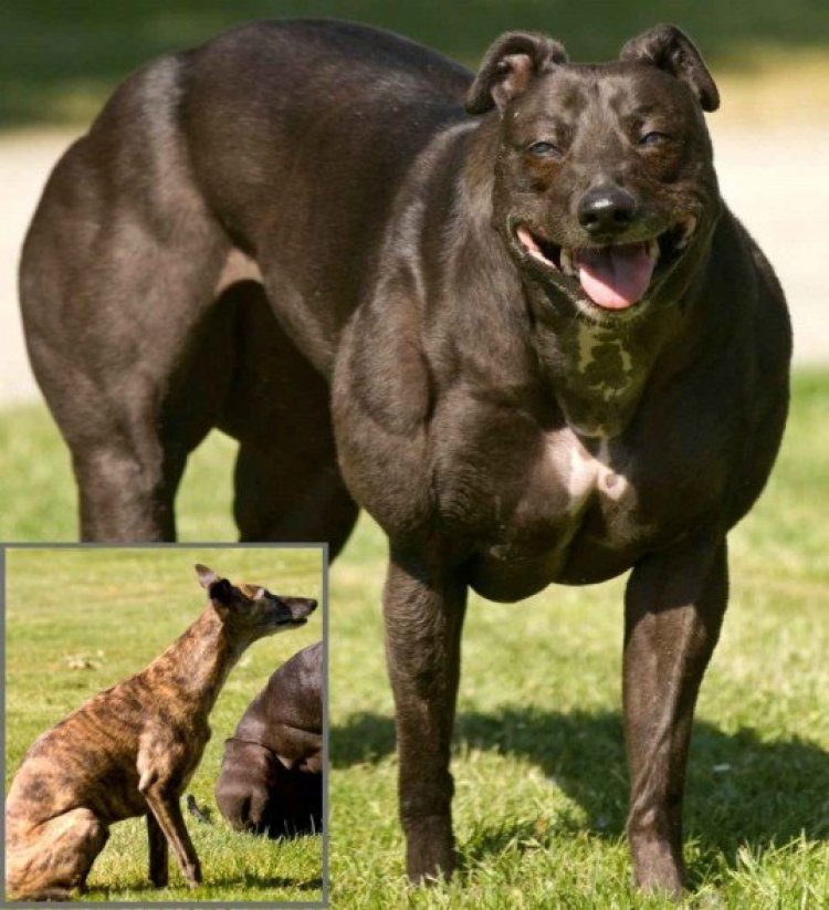 Amazing!! See This Dog With The Size Of A Young Bull