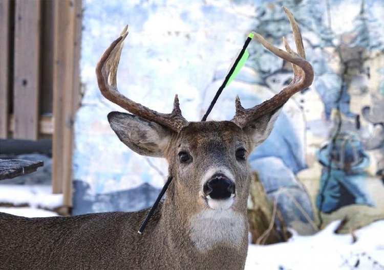 See This Sad Story Of A Deer Living With An Arrow On Her Head