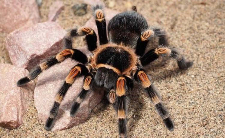 Oh My! Look At This Delicacy Made Of Tarantula Spiders Being Eaten
