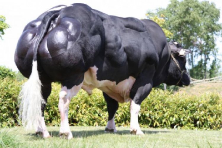Belgian Blue Bull- A Shredded Cow With The Size Of A Mature Elephant