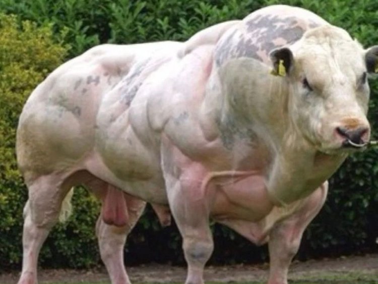 Belgian Blue Bull- A Shredded Cow With The Size Of A Mature Elephant