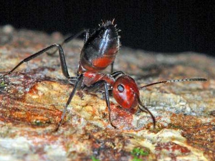 Unbelievable!! Read This Story Of Crazy Ants Who Commit Suicide After Getting Drunk