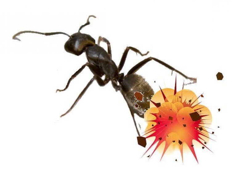 Unbelievable!! Read This Story Of Crazy Ants Who Commit Suicide After Getting Drunk