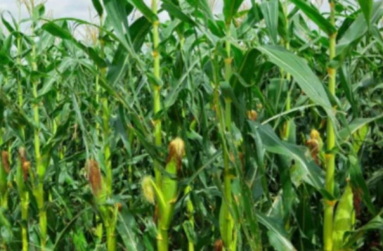Government Bans Sale of Roasted Maize in Kakamega