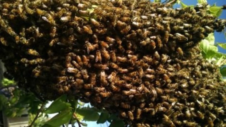 Bees Swarm School In  Machakos, Disrupting KCSE Exams