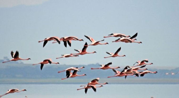 Exciting Excursion To Lake Nakuru, Kenya's Pink Lake.