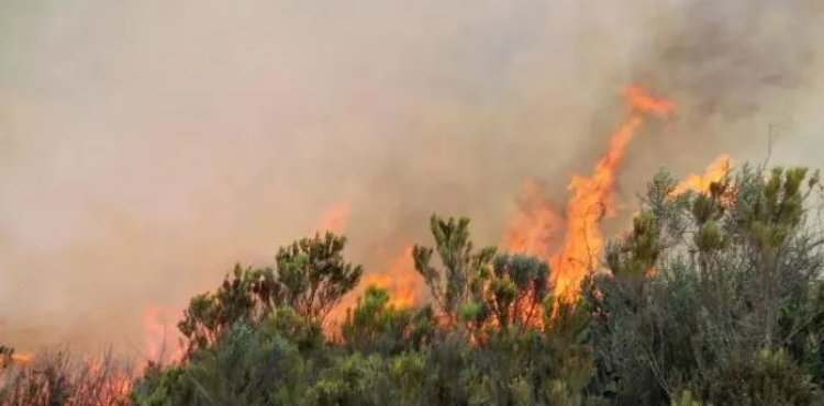 Mt. Kenya Forest Fire Burns Down 16, 000 Acres Of Land