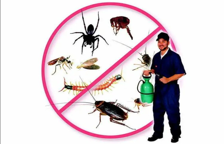 Are You Having Trouble with Getting Rid of Bedbugs and Cockroaches?