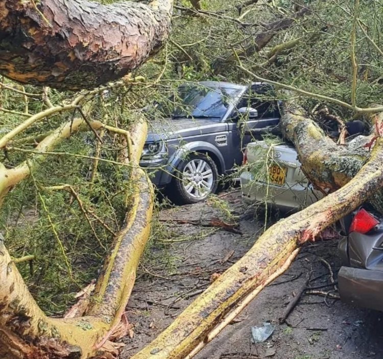 Strong Winds in Naivasha Leaves One Injured, Cars Destroyed After Tree Falls