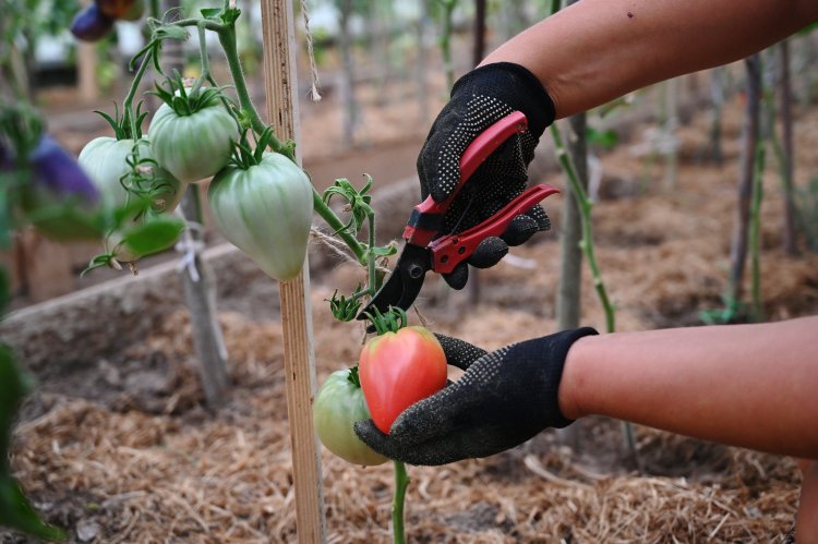 Desiring To Own A Kitchen Garden? These Easy Tips Will  Meet Your Desires!