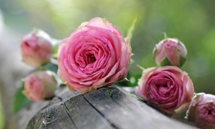 Why You Should Plant  Roses in Your Backyard