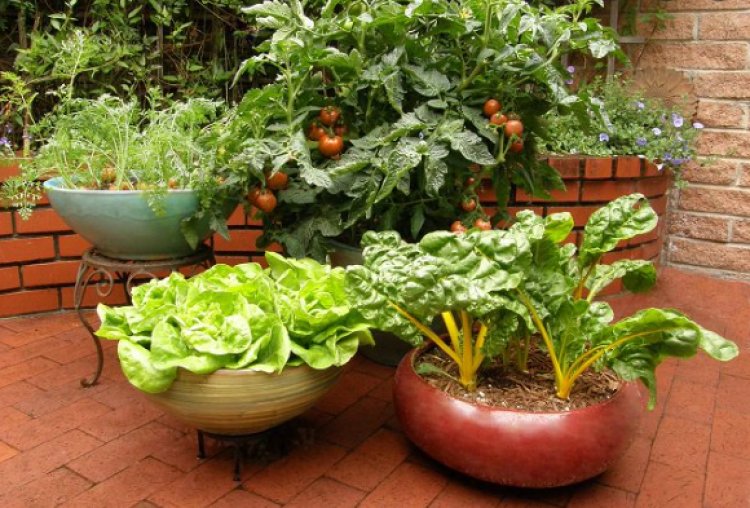 How to Prepare for Container Gardening