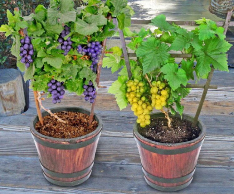 How to Grow a Grapevine In Containers