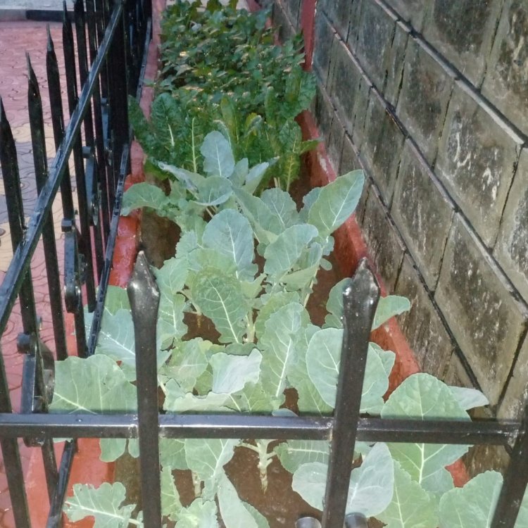 How to Grow Healthy Sukuma Wiki in a Limited Backyard Space