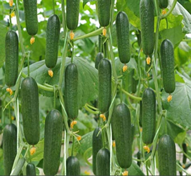 How to Plant Cucumbers from Seed in Your Vegetable Garden