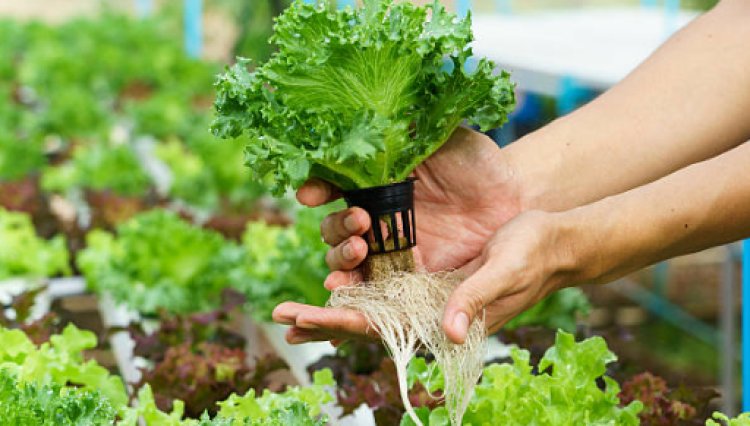 6 Best Hydroponically Produced Vegetables