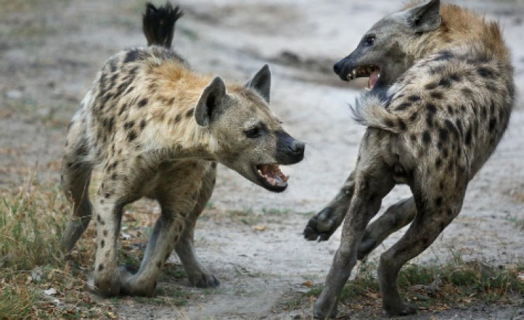Machakos Residents Want KWS To Curb Hyena Attacks
