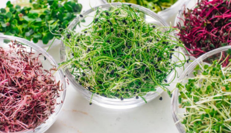 8 Types of Microgreens to Grow In Your Home Garden