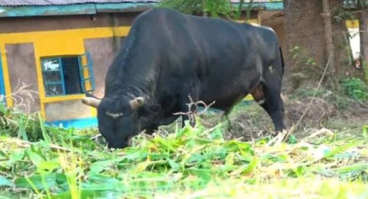 Giant Bull Tramples Woman To Death In Kakamega