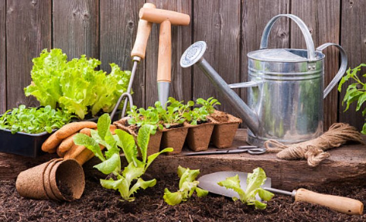 Five Farm Tools You Need as A Beginner Gardener