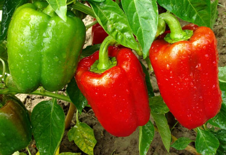 How to Grow Capsicums from Seeds in Pots