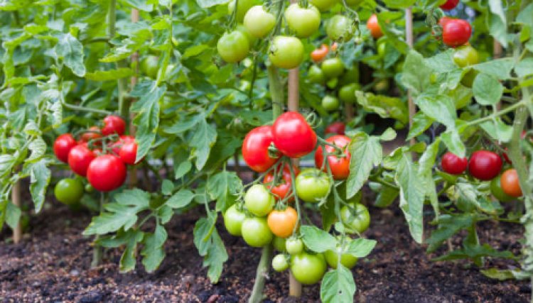 Tomato Plant Care Tips