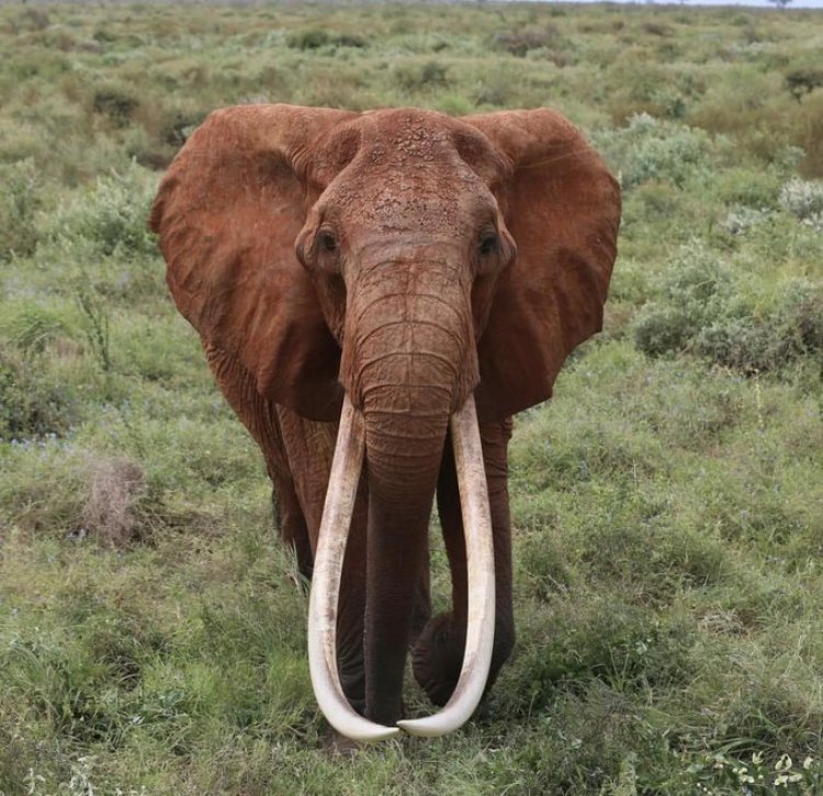 Africa's Iconic Elephant, Dida Dies in Tsavo National Park