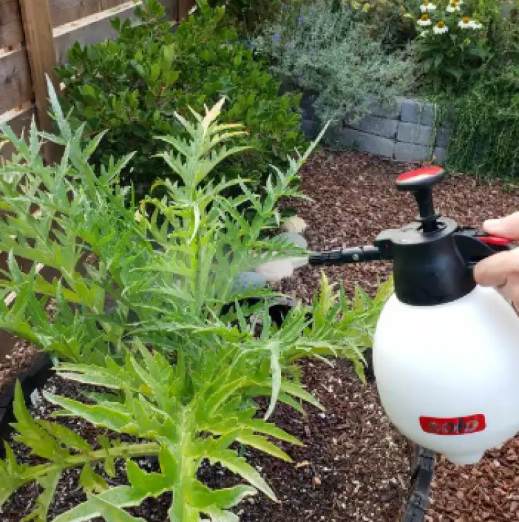 How To Make DIY Neem Oil  Spray For Your Garden