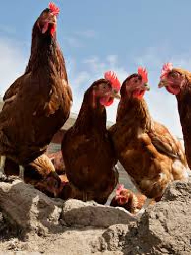 New Chicken Breed in Bungoma