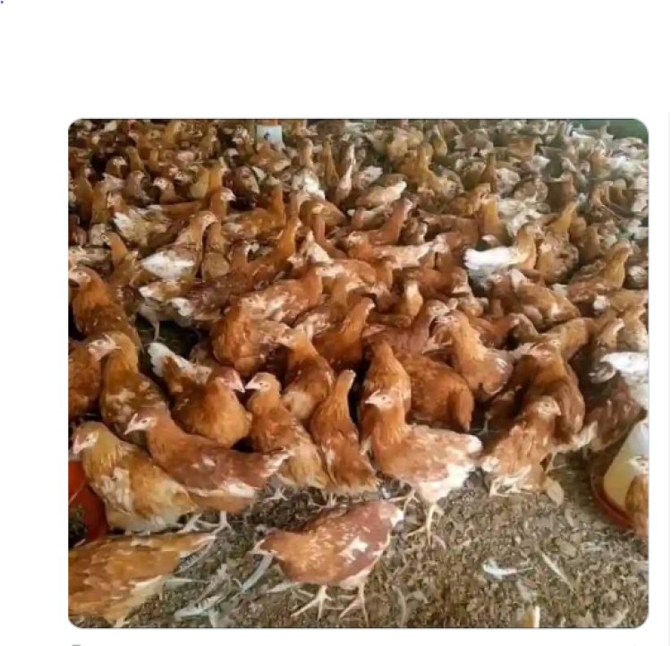 Poultry Farming; How to Start And Manage Poultry